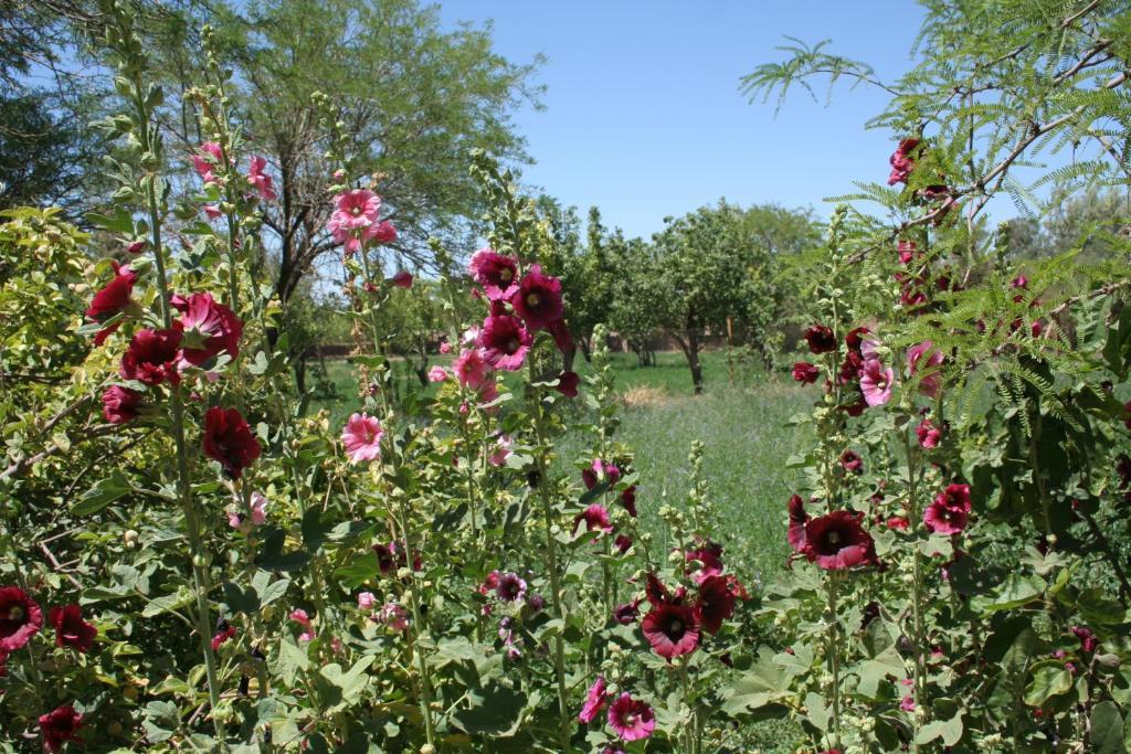 Quinta Adela Bed & Breakfast San Pedro De Atacama Extérieur photo